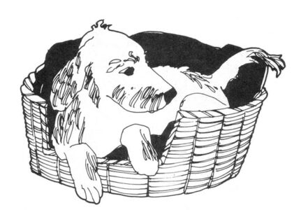 The Pet Ownership Test Image
